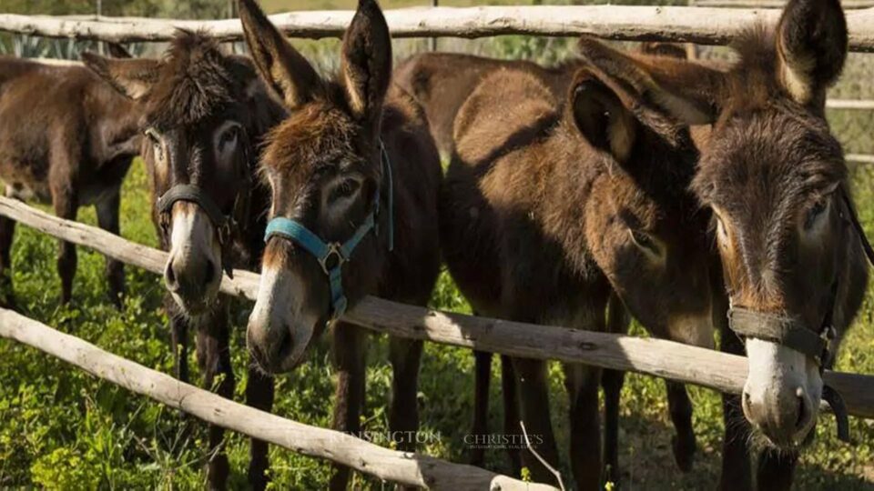 Guest Farm in Marrakech, Morocco