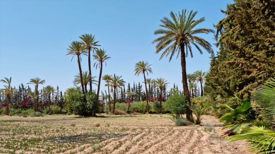 Palmeraie Terrain in Marrakech, Morocco