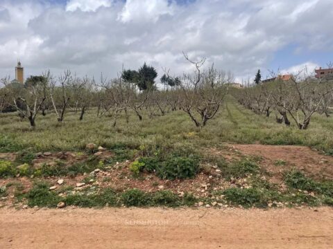 Plot Peaches in Ougmas, Morocco