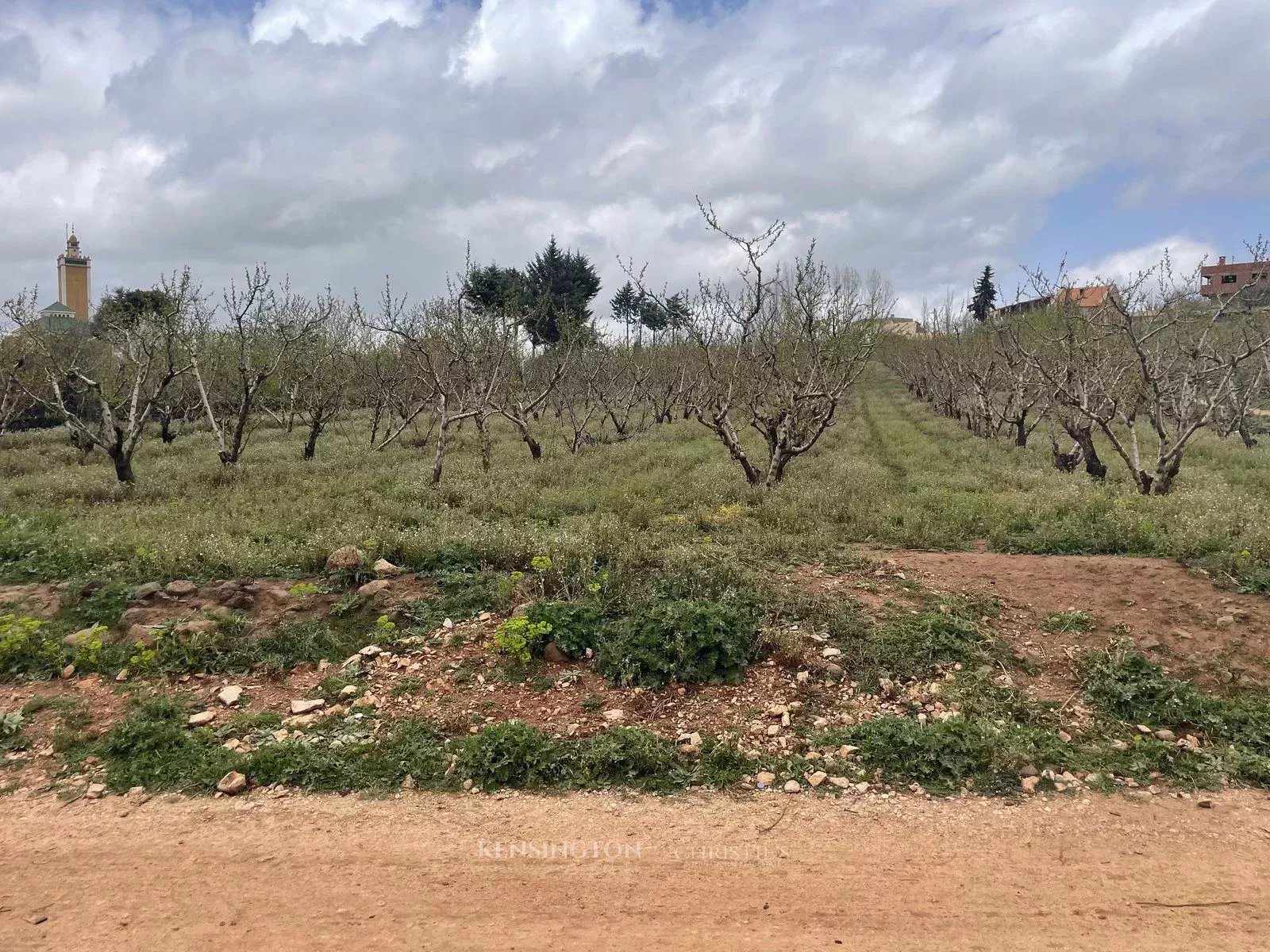Plot Peaches in Ougmas, Morocco