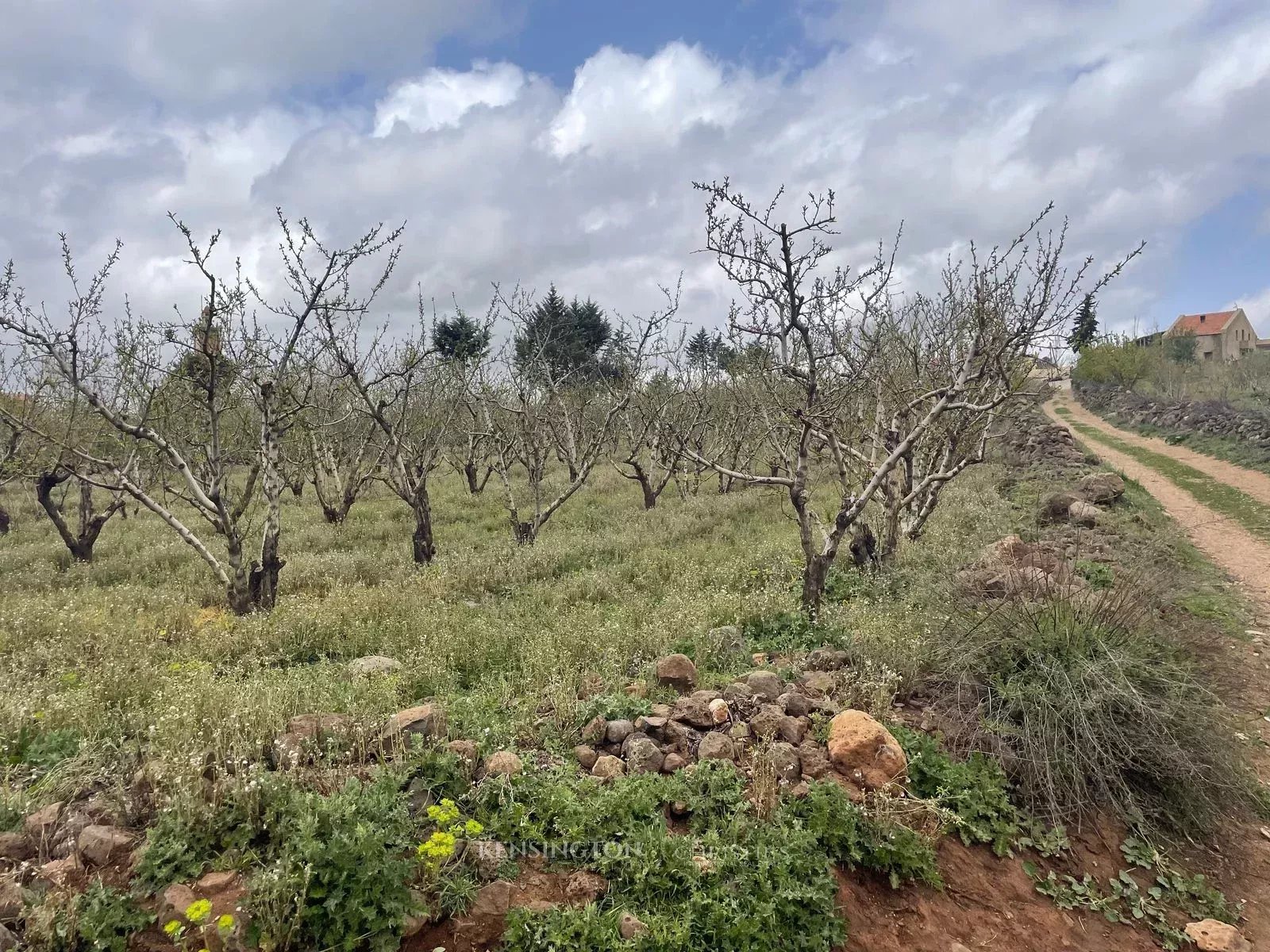 Plot Peaches in Ougmas, Morocco
