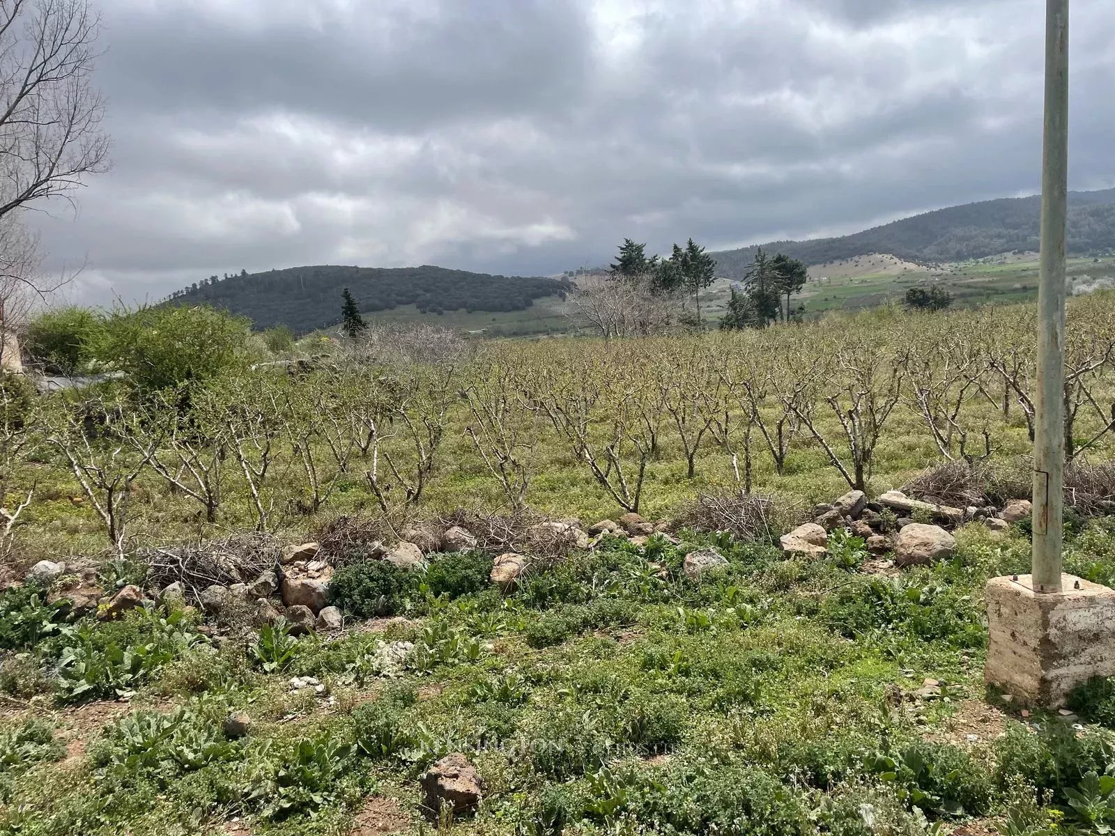 Plot Peaches in Ougmas, Morocco