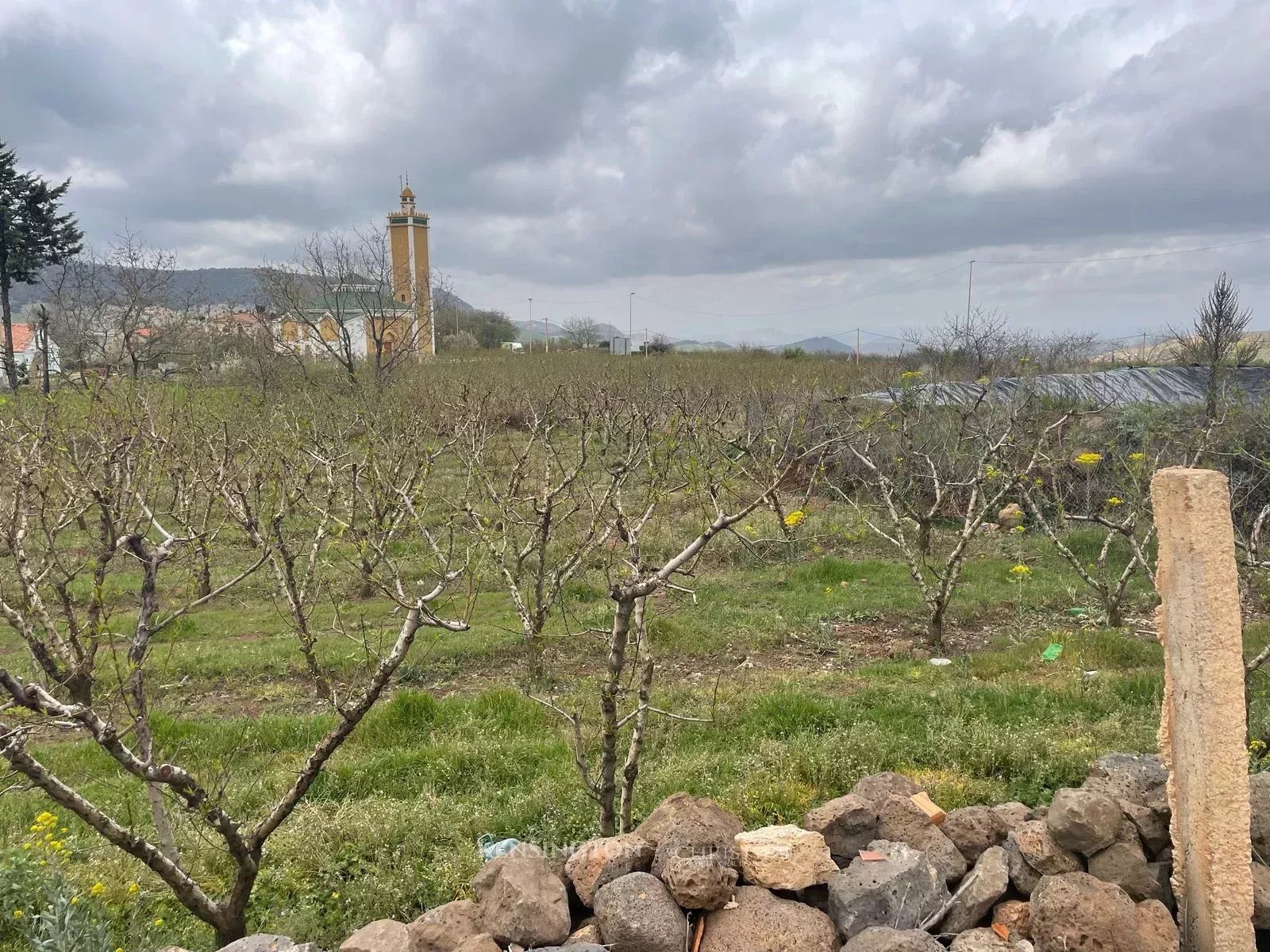 Plot Peaches in Ougmas, Morocco