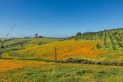 Villa Firmane in Benslimane, Morocco